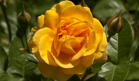 How to Grow a Rose Garden in Pots