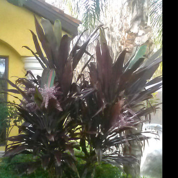 Landscaping with color