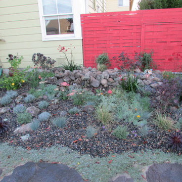 Succulents