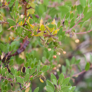 Manzanita in Summer