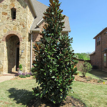 DD Blanchard Magnolia