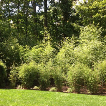 Bamboo Grove Plantings & Irrigation Installation: Fairfield County