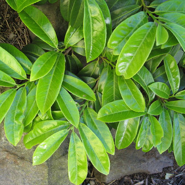 Prunus laurocerasus "Mt Vernon" (Mt. Vernon Laurel)