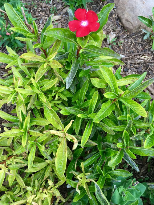 What's wrong with my vincas!