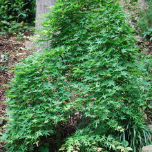 Japanese Maples