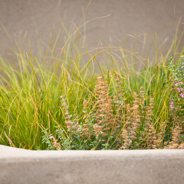 Bronze Sedge + Germander