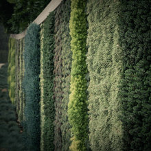 living wall