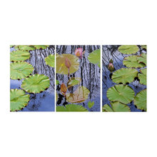 water lilly photos