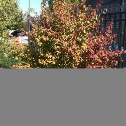 Misc. Trees - Products