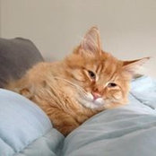 Alice Wang's photo