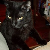 Pigpen Thecat's photo