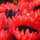 Elmo MW