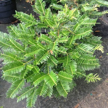 Spreading Japanese Plum Yew - Cephalotaxus harringtonia 'Prostrata'