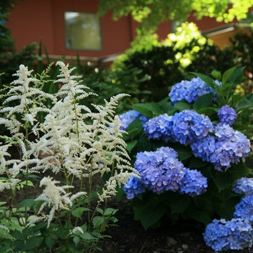 A pairing of Astilbe and Hydrangea
