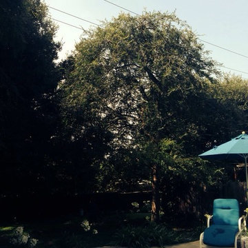 Our Tree Services