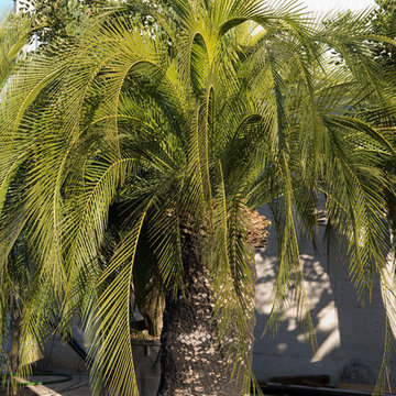 Macrozamia Moorei