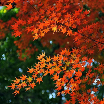 Fall Color