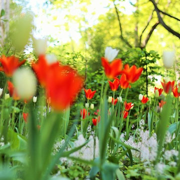Tulipan
