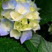 Kathy Kujala's photo