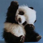 Gi Pandas billede