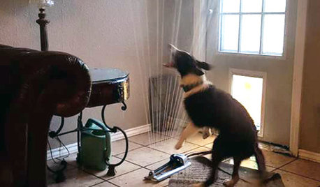 Happy Puppy Drags Sprinkler Through Doggy Door, and Chaos Ensues