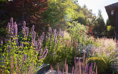 Got Frost-Damaged Plants? How It Happens, and When and How to Prune