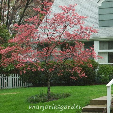 dogwood cherokee brave