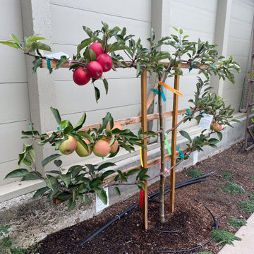 Espalier Apple Tree