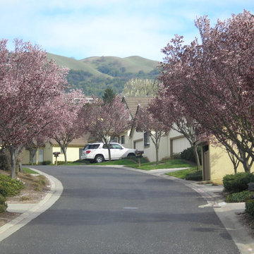 Flowering Plum trees with sturdy architecture and growth control. San Jose, CA.