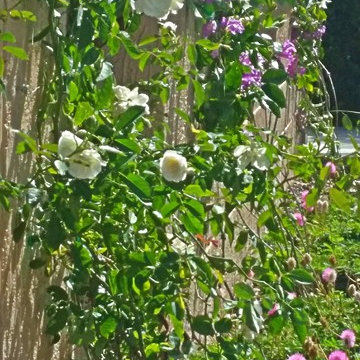 Garden Designs