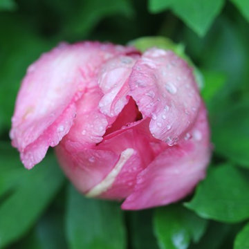 Rosebrook Garden 2017 Garden Tour