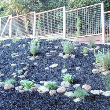 Low Maintenance Oakland Native Habitat