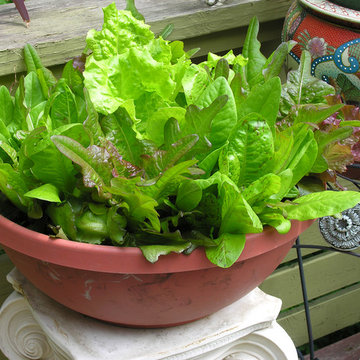 Vegetable variety | Artistry Landscaping Design