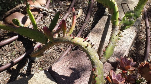 Cactus With Smooth Skin and Little Bumps?