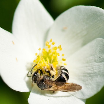 Anemone canadensis