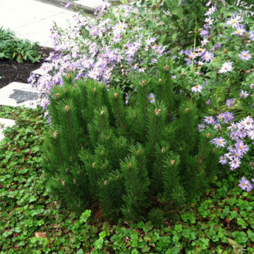 Community Service Public Gardens