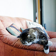 my cats