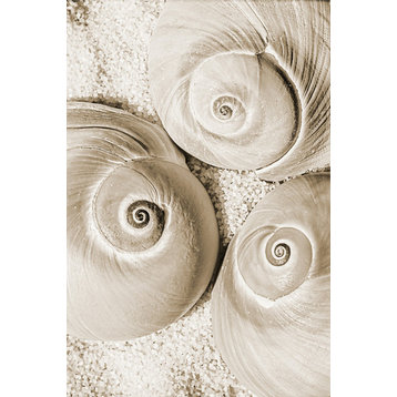 Sea Shell II Fine Art Giant Canvas Print, 48"x72"