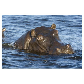 "Hippopotamus, northern Botswana" Digital Paper Print by Suzi Eszterhas, 50"x34"