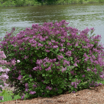 Lilacs