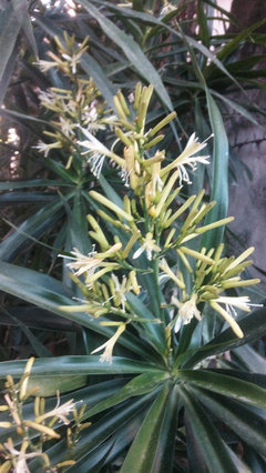 blooming corn plant?