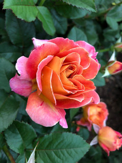 Rosa 'Rosie The Riveter', Floribunda Rose 'Rosie The Riveter' in