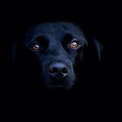 Goran Simic's photo