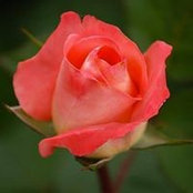 Mel Rose's photo