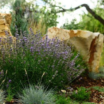 Mountain Native