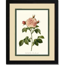 Traditional Prints And Posters Vintage Botanical Art Print, Pale Pink Rose, Cream and Green, 11"x14"
