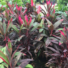 Backyard Plants