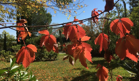 12 árboles y plantas para disfrutar de un otoño a todo color
