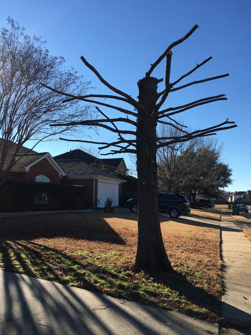 Neighbor cut Bald Cypress in half! | Houzz Forum