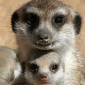 sharon tesche's photo
